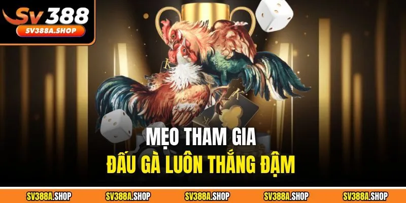 Mẹo tham gia đấu gà luôn thắng đậm
